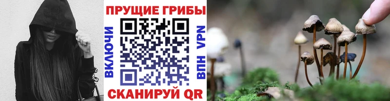 блэк спрут онион  купить закладку  Кировград  Псилоцибиновые грибы мицелий 